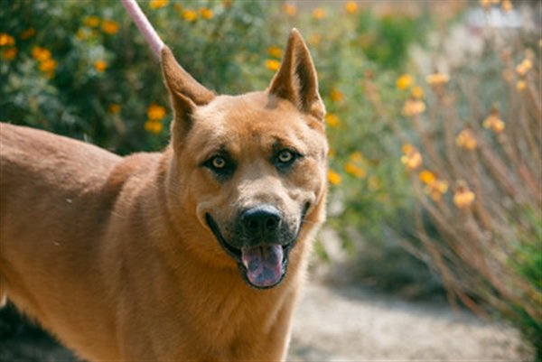 animalrescuers's tweet image. Nothing makes us happier then seeing a surrendered pet find love again. Won&apos;t you help?

Adoptable Bryan says #Happynationaldogday!
#SPCAmc #SPCA #SPCArescuers #Monterey #Salinas #DogsofTwittter #nationaldogday #dogs