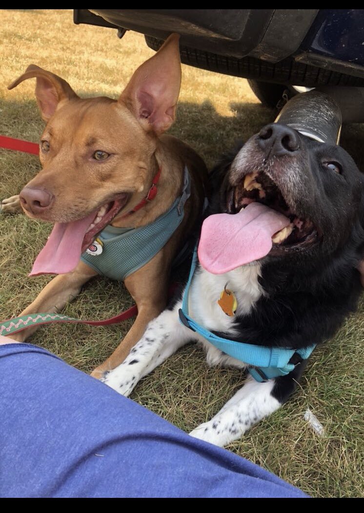 Emily_Ellis_14's tweet photo. #HappyNationalDogDay to my dogs whom I miss sosososo much!!! https://t.co/onpD9cTsvG