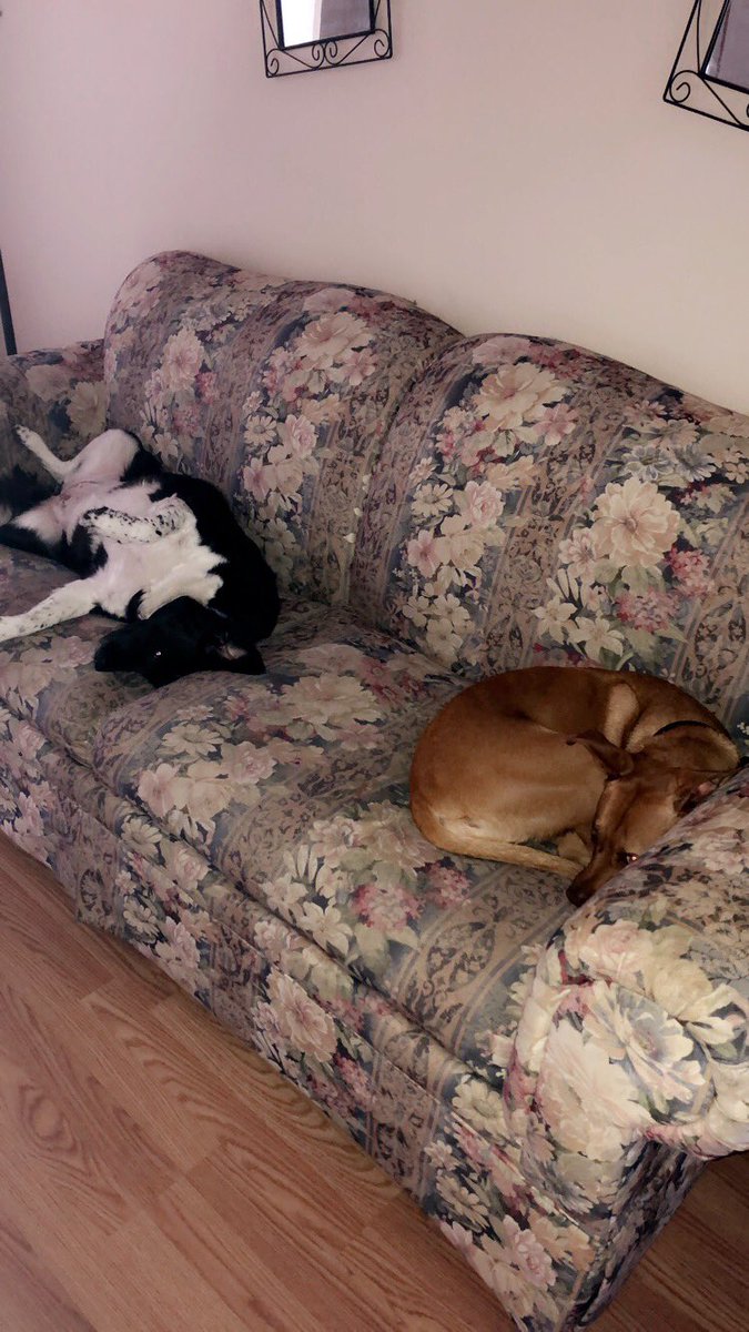 Emily_Ellis_14's tweet photo. #HappyNationalDogDay to my dogs whom I miss sosososo much!!! https://t.co/onpD9cTsvG