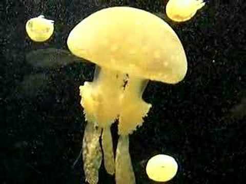 ⚠️ C’S DE SANT ESTEVE DE LES  ROURES CONVOCA UNA MANIFESTACIÓ, PER CONDEMNAR LA MEDUSA GROGA QUE VA PICAR A UNA DONA MENTRE LES RETIRAVA DE L’AIGUA. 

#SantEsteveDelesRoures #cdr #CastellsEnXarxa #Catalonia #Catalunya #Mani #11s