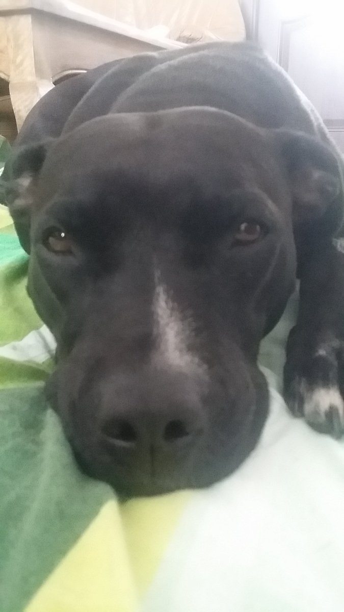 networkerlady's tweet photo. Na každém pondělí je nejhezčí neděle. #Maximme #Shadow #pitbull #weekEND https://t.co/F7elRTD579