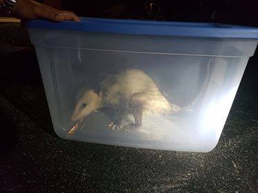 Florida deputy comes to rescue after furry intruder invades home bit.ly/2BN0cyJ https://t.co/2hOmU59gEV