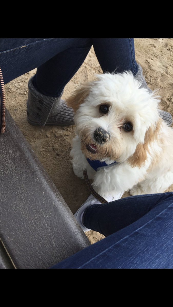 rachellippex's tweet photo. Aw national dog day 🐶💙 #mapup https://t.co/FXIehMeRst