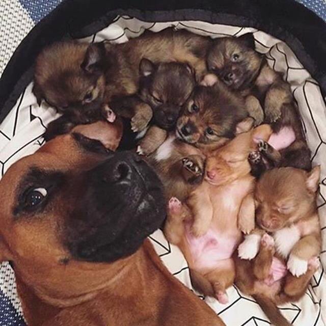 Mmmdyellow's tweet photo. @ramokgetshane @rre_diketso @realDonaldTrump Bring your puppies you call @afriforum https://t.co/q7oDSoPrO8