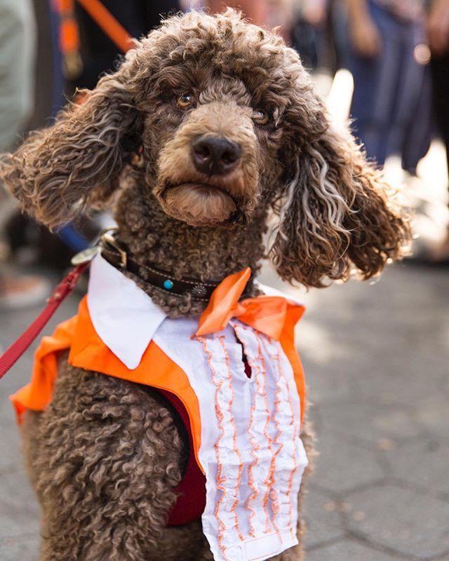 ShaggySwagBox's tweet photo. What? You thought we were goin to dress like it’s any other day? #nationaldogday #letsshagg #shaggyswag https://t.co/U1eZjol1aW https://t.co/ZERDwqI7xa