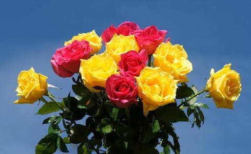 Hanane94141350's tweet photo. حتى بائع الورود 💐🌹 سيفرح إن أهديته وردة 🌸🌷
#Hanine https://t.co/H2ljdzHvAC