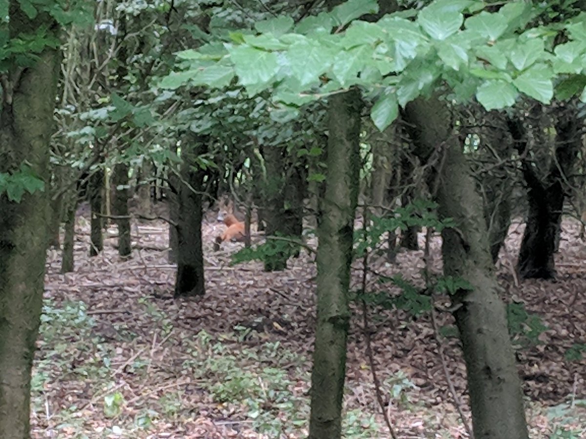 Vorige dienst in de weer met schapen en een koe. Treffen nu een hert aan tijdens de surveillance. Prachtig dier.