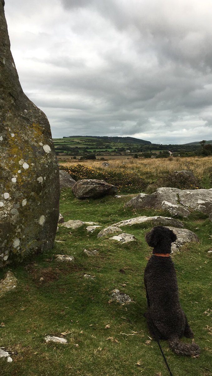 Happy National Dog Day 🐕 #NationalDogsDay #wales #Pembrokeshire #northpembrokeshire #dogfriendlyholiday