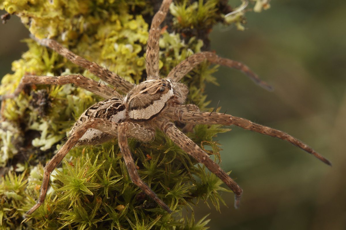 Ibycter's tweet photo. This is a fishing spider from eastern Ontario. I believe it is #Dolomedes #scriptus https://t.co/ttrB3fzYwA