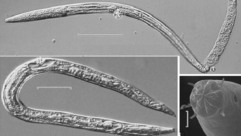 Resultado de imagen para Resucitan gusanos de hace 42,000 aÃ±os a causa del deshielo en Siberia