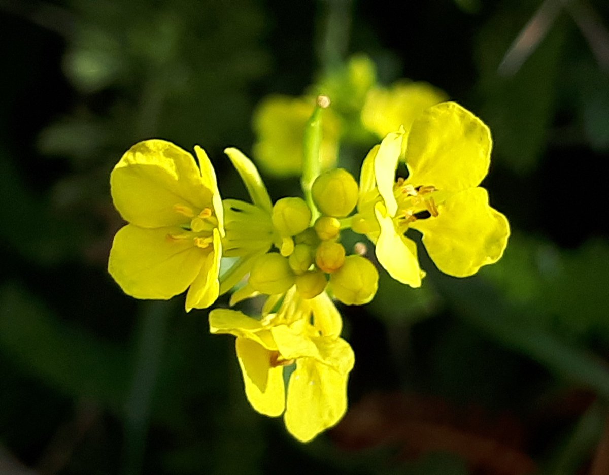 Ozymandiasdust's tweet photo. Wild cabbage growing in a disused quarry along the South West Coast Path, near Western Mouth, East Devon. #wildflower #wildflowerhour #Devon #wildcabbage #flower https://t.co/I2gh9eS3jW