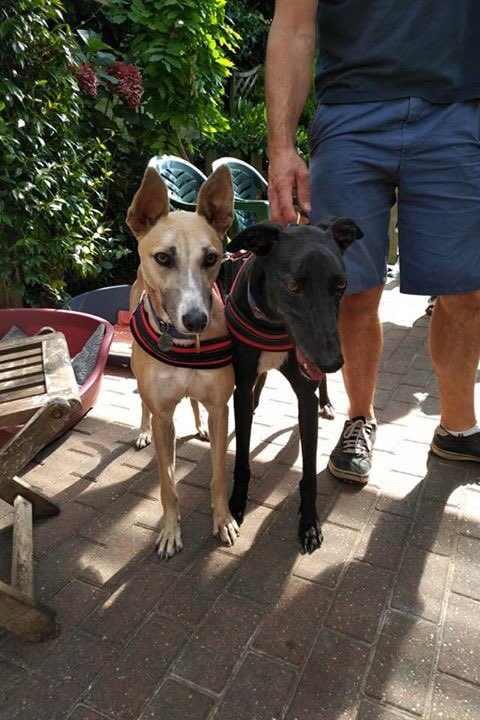 norfgreyhound's tweet photo. Wow! Smooch’s new owners came to collect their new houndie (to join Indie who they adopted last year. They met Blondie and decided to take her as well! Quickest adoption ever!!! #greyhoundrescue #whippet #lurcher #threeisnotacrowd https://t.co/46NLV44sYc