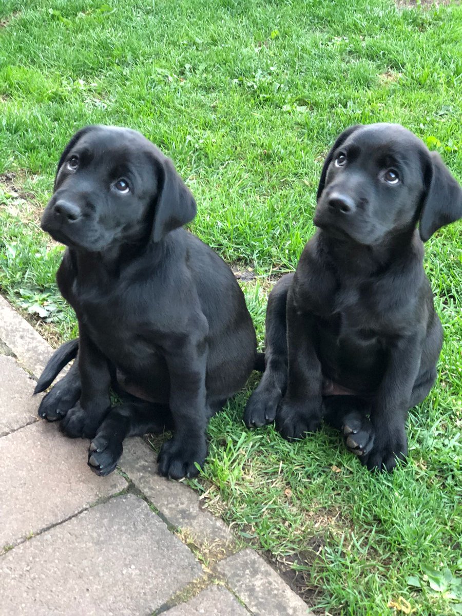Two Lab pups available, good working line. Contact the shop or DM us and we can put you in touch. #gundog #shooting