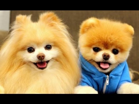 debbiesa47's tweet image. 5 Awesome Dogs Attitude you Need to See on National Dog Day 2018&amp;gt;&amp;gt;
goo.gl/dEKwka #NationalDogDay2018