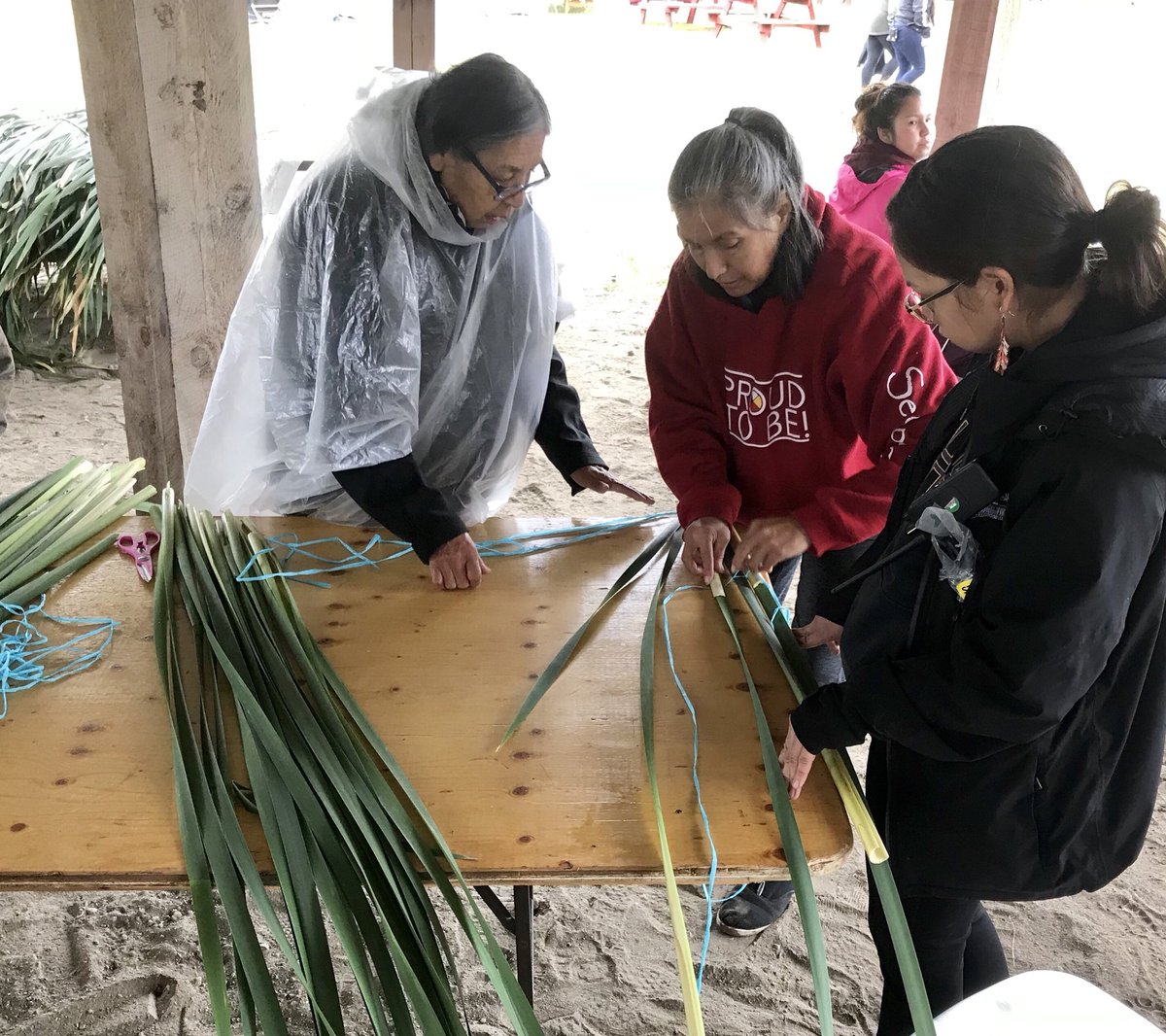 SecwepemcStrong's tweet image. #Secwepemc Summer Gathering- getting our #CreativeNative  #traditionalknowledge crafting on- making bullrush mats. DYK  you make them w/fresh bullrushes &amp;amp; when they dry, they tighten up? Used for our summer houses, berry drying &amp;amp; in sweat lodges #SecwepemcStrong #Secwepemculecw
