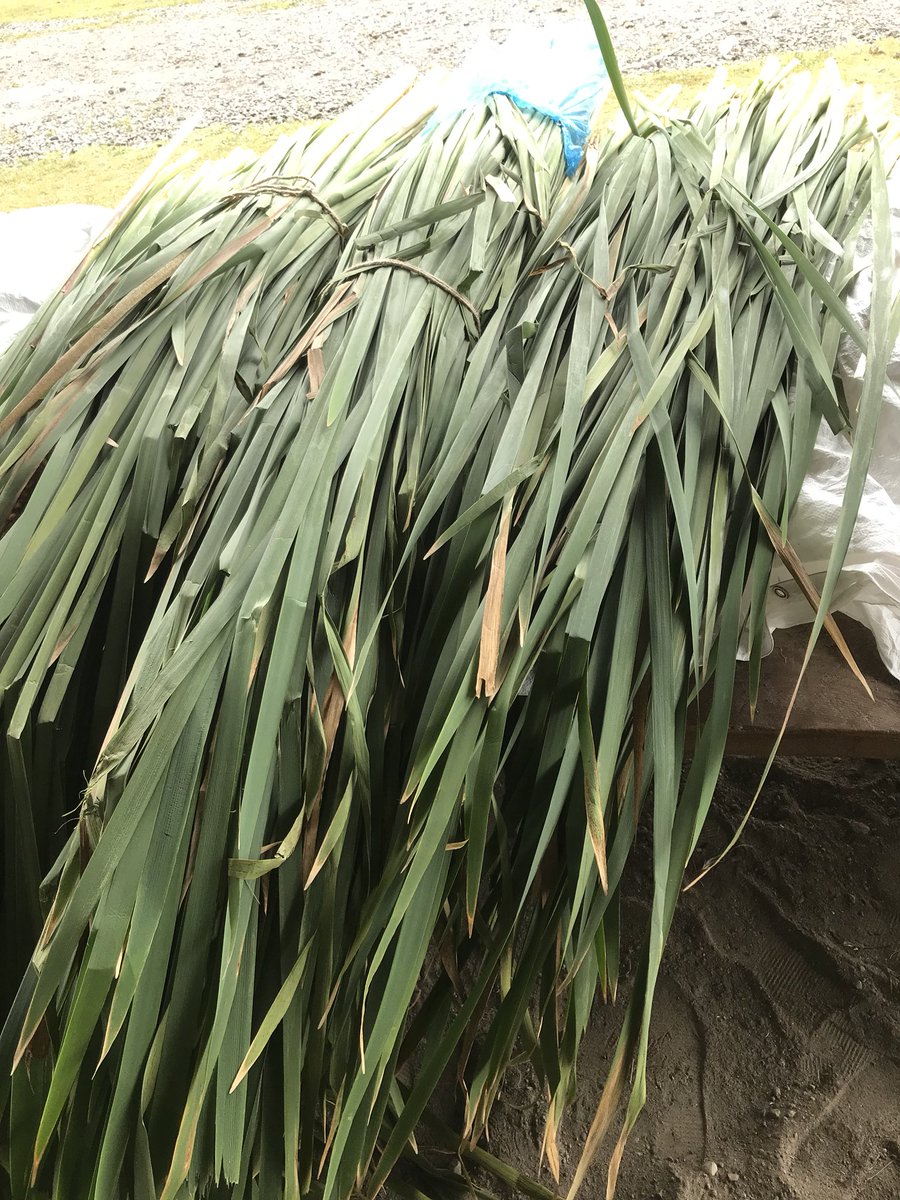 SecwepemcStrong's tweet image. #Secwepemc Summer Gathering- getting our #CreativeNative  #traditionalknowledge crafting on- making bullrush mats. DYK  you make them w/fresh bullrushes &amp;amp; when they dry, they tighten up? Used for our summer houses, berry drying &amp;amp; in sweat lodges #SecwepemcStrong #Secwepemculecw
