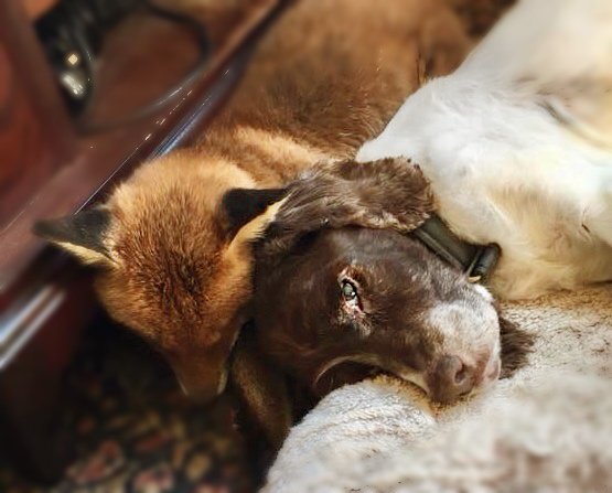 All you need is love...we can learn a lot from these two buddies snuggled up at the @KWRSSheppey centre #NationalDogDay @boost4charity help us help those we love PayPal: lorraine@kentwildliferescue.org.uk