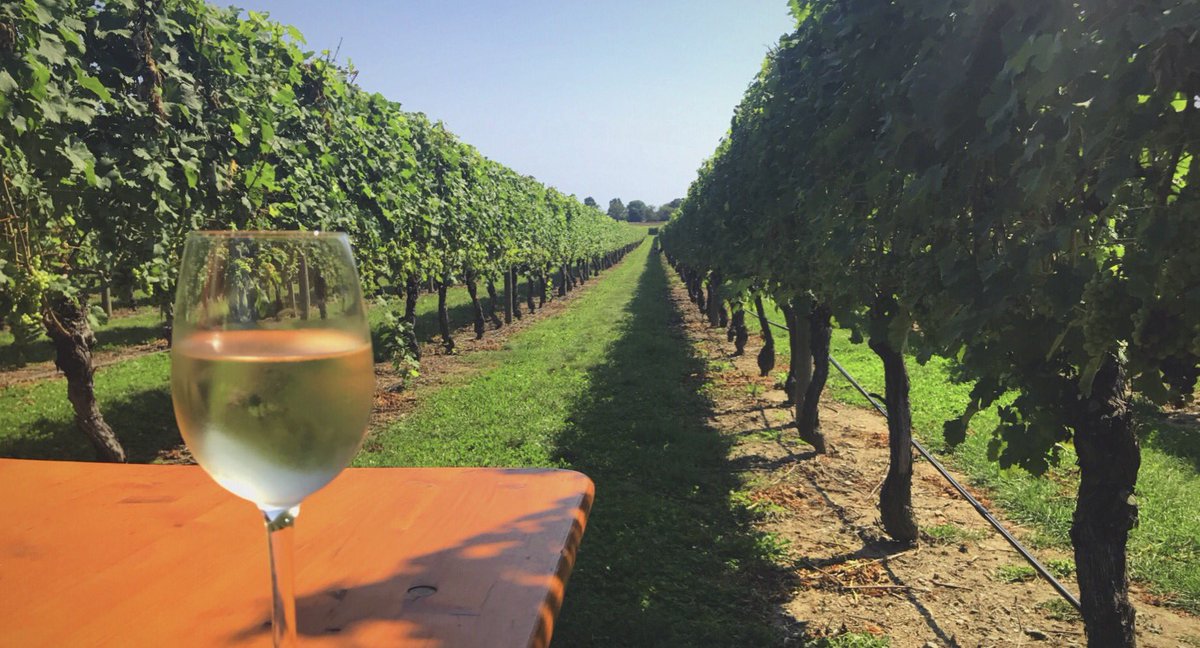 RI_StateOfMine's tweet photo. #Summer Sundays are made even better with live music, yummy snacks and luscious grapes (in liquid form). #winebythevines #Newport #Middletown #RhodeIsland #giantjenga #cornhole #ristateofmine @NewportVines https://t.co/4EQETv5M4f