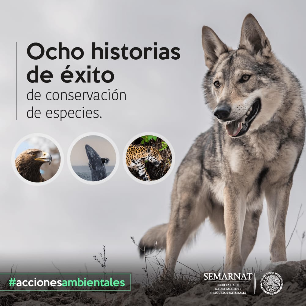 Las bacterias intestinales de un lobo podrían mejorar la salud de los  perros domésticos - Southern Iowa Mental Health Center, image size:1001x1001