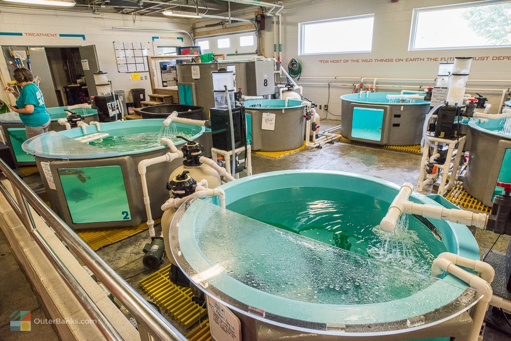 OuterBankscom's tweet image. The sea turtle rehabilitation center at NC Aquarium Roanoke Island #obx #outerbanks ow.ly/jjDN30kGXeO