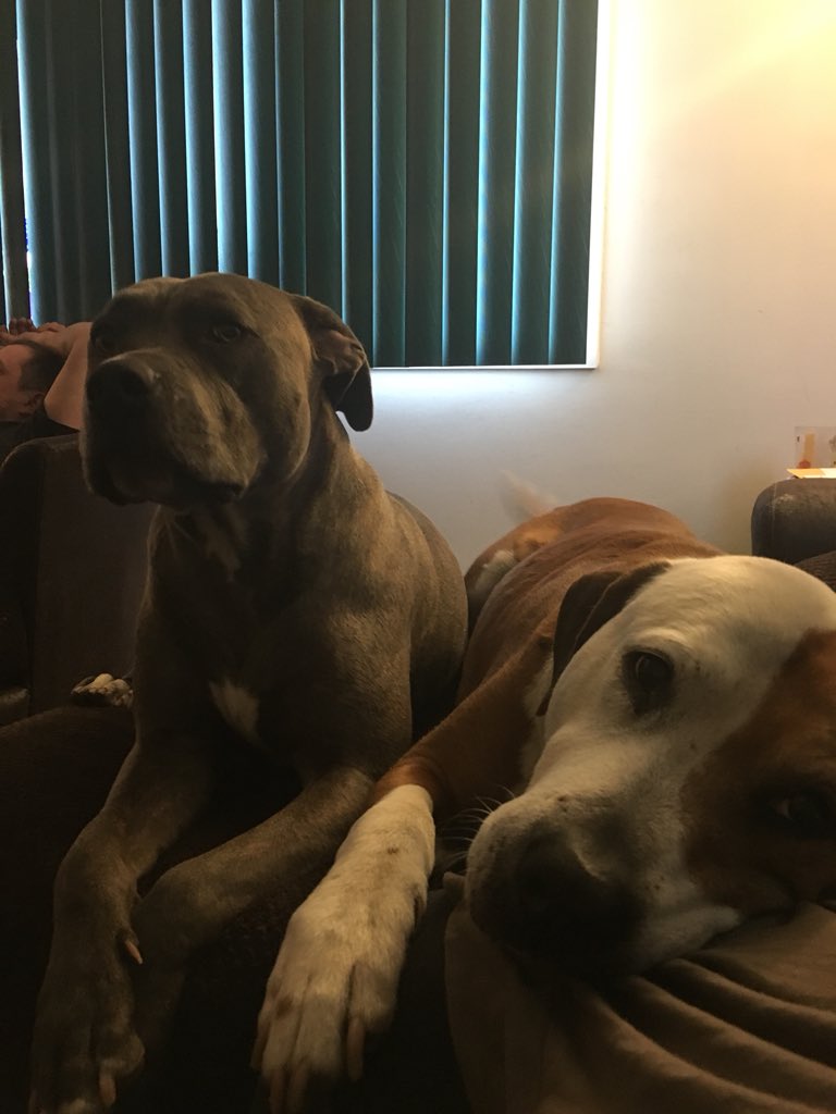 jbarton210's tweet photo. @wjz Happy #NationalDogDay! https://t.co/iKDP7rdSHV