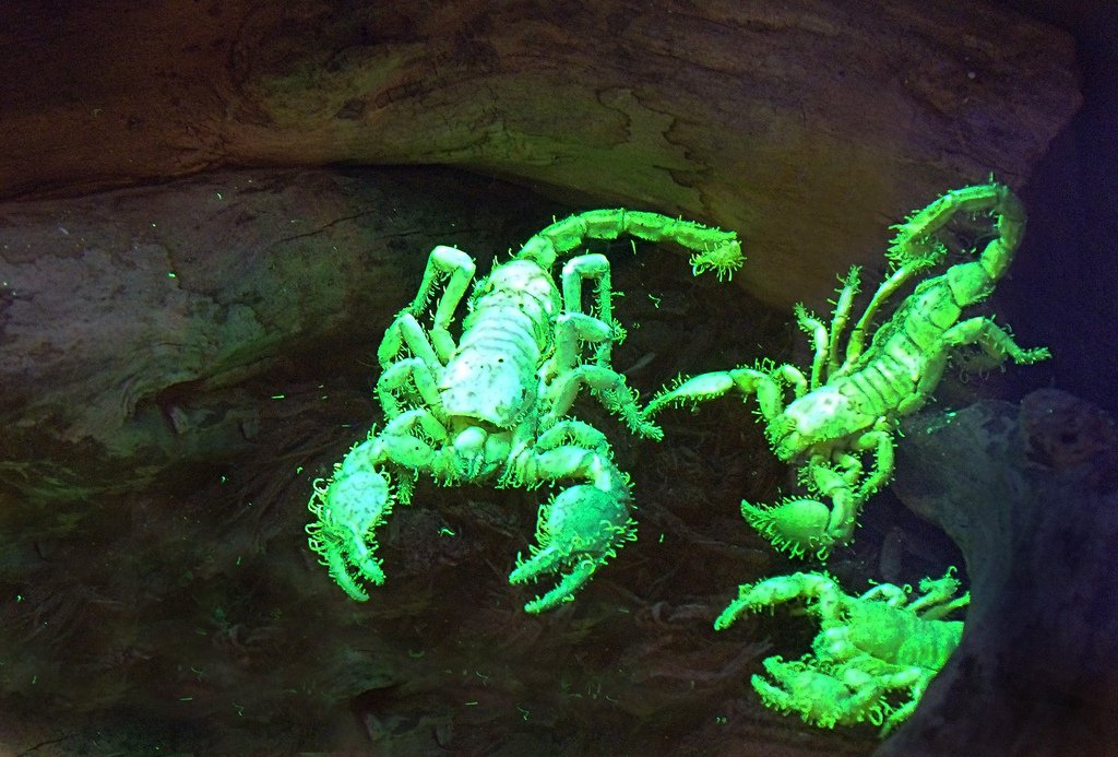 CincinnatiZoo's tweet image. Female scorpion woos her lover w/ dancing &amp;amp; caressing &amp;amp; eventually leads him off to mate. Once she's sure her eggs have been fertilized, her mood reverses &amp;amp; she makes a snack of him - true meaning to the term man-eater. Here is Emperor scorpion under black light #40YearsofInsects