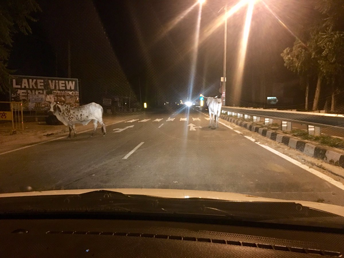 IndiaGamesWeek's tweet photo. Honourable @PMOIndia @narendramodi @nitin_gadkari @RahulGandhi @BJP4India @IndianNationalC @TransportDpt - can we please do something to avoid #roadaccidents from #strayanimals all over the national &amp; state highways of the country? #roadsafety @htTweets @NewIndianXpress @ANI https://t.co/GKPmVxbDzA