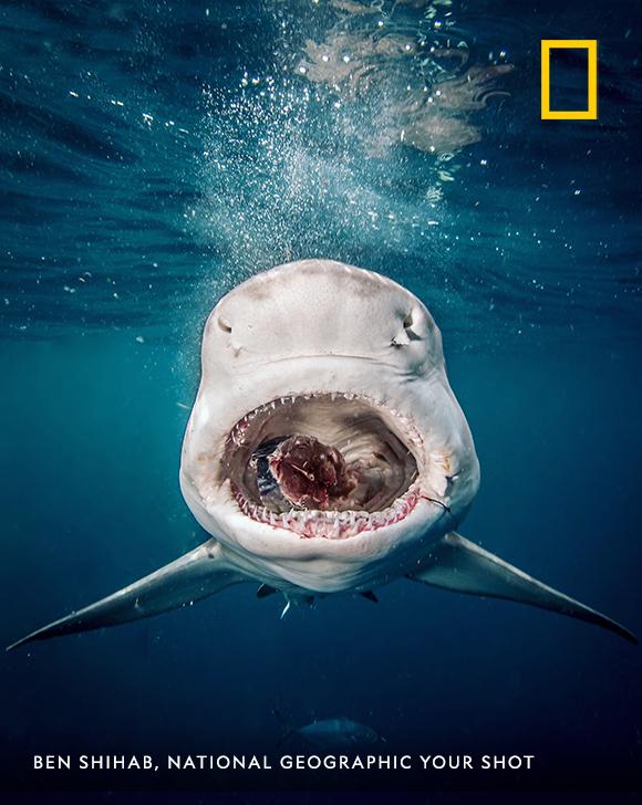 National Geographic on X: A mouth of horrors, not because of its rows and  rows of teeth, but because practically every shark I saw while diving in  Florida last month had a