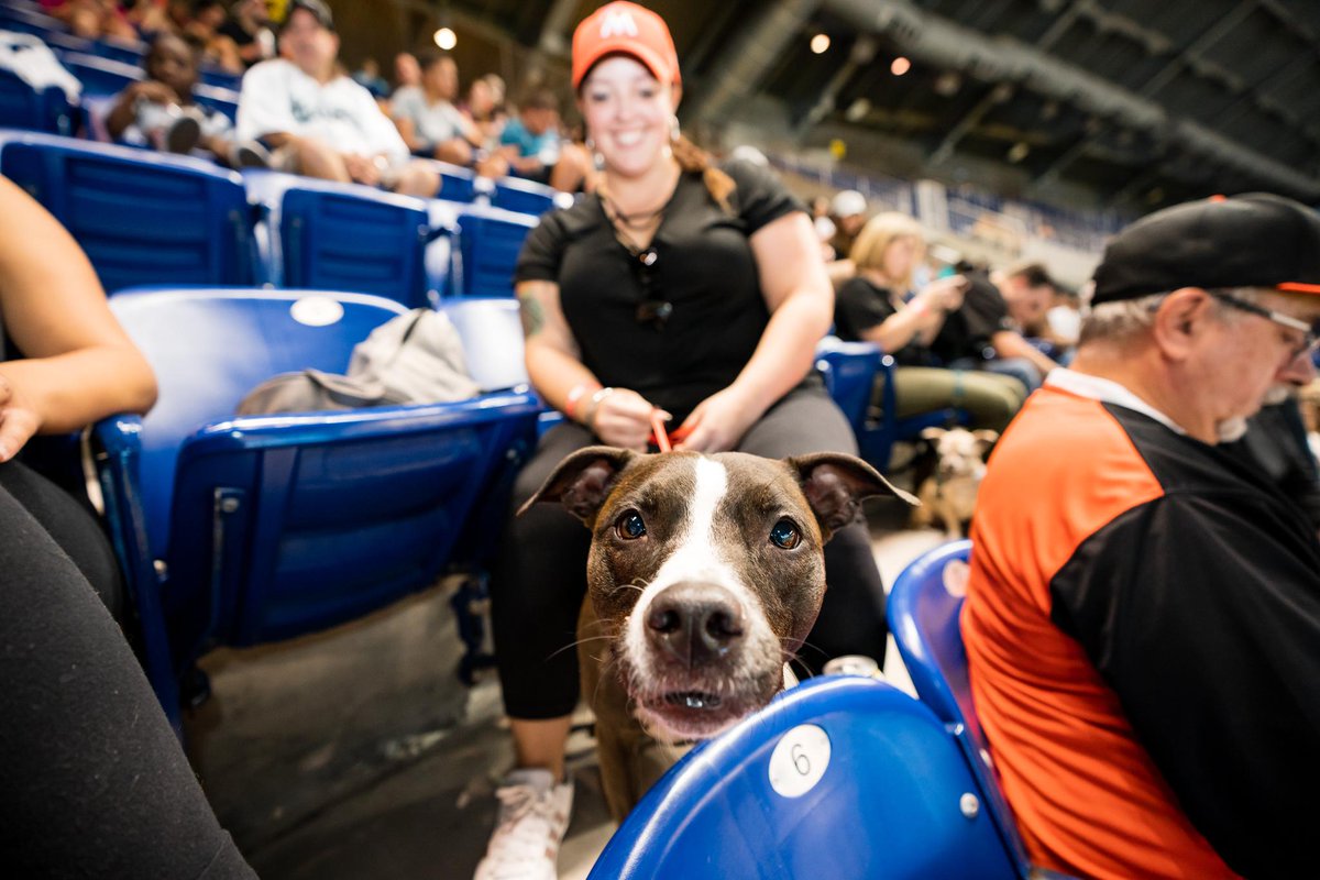 Bark at the Park