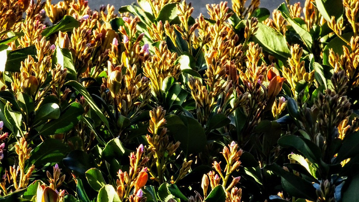 PatrickForcier's tweet image. The Bush, The Sun Rise and an Tree, Follow and DM me to collab, Please RT. #BayAreaPhotographer #PleasantonCA #BayAreaModels