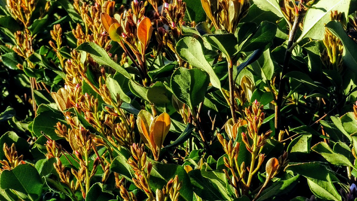 PatrickForcier's tweet image. The Bush, The Sun Rise and an Tree, Follow and DM me to collab, Please RT. #BayAreaPhotographer #PleasantonCA #BayAreaModels