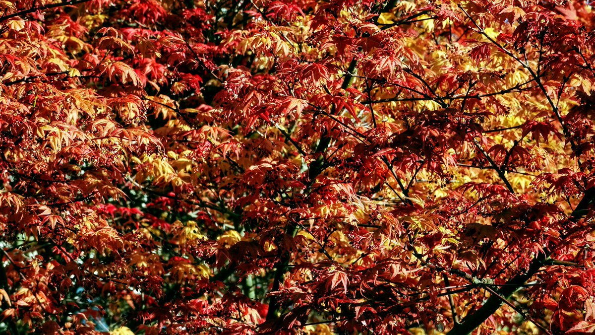 PatrickForcier's tweet image. The Bush, The Sun Rise and an Tree, Follow and DM me to collab, Please RT. #BayAreaPhotographer #PleasantonCA #BayAreaModels