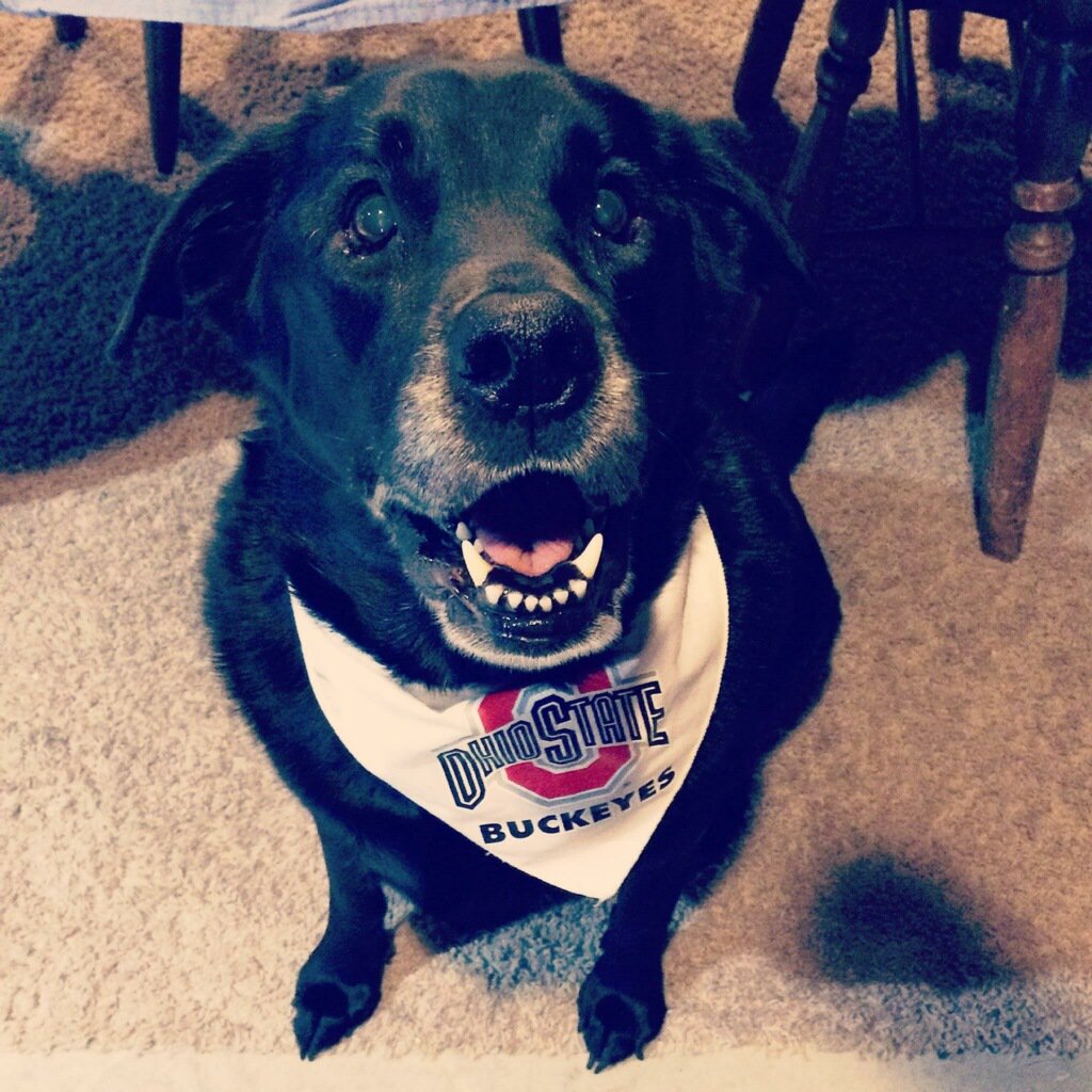 22norsedad's tweet photo. #NationalDogDay
#RIPCoal
#GoBucks
@HCurtis23 @Hay_cutie @coachrklotz18 @qcurt @ESchwaeble21 https://t.co/OxyfYpYhQ4