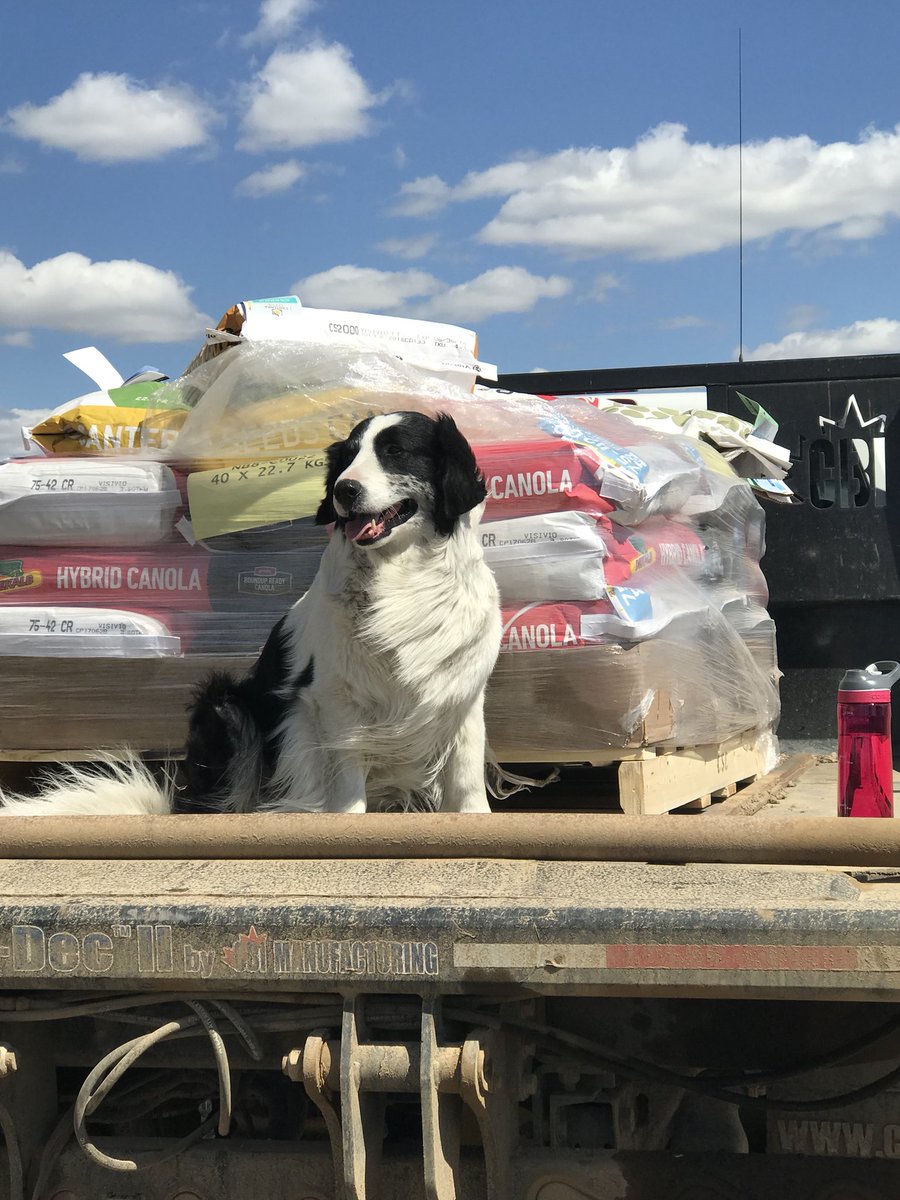 alisa_donnelly's tweet photo. Our pup Tuffy is defiantly  #FarmDogOfTheYear #BayerAnimalHealth He loves to be with us in the fields between chasing gofers 🐶❤️ https://t.co/H6YBNbewrS