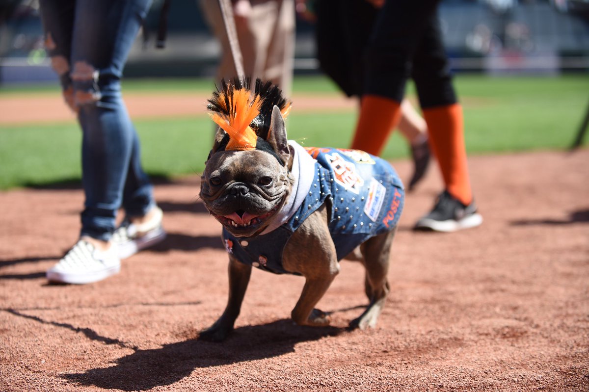 SFGiants's tweet photo. Some good doggos just taking a stroll around @ATTPark. #SFGiants https://t.co/h3OgKUvrYh