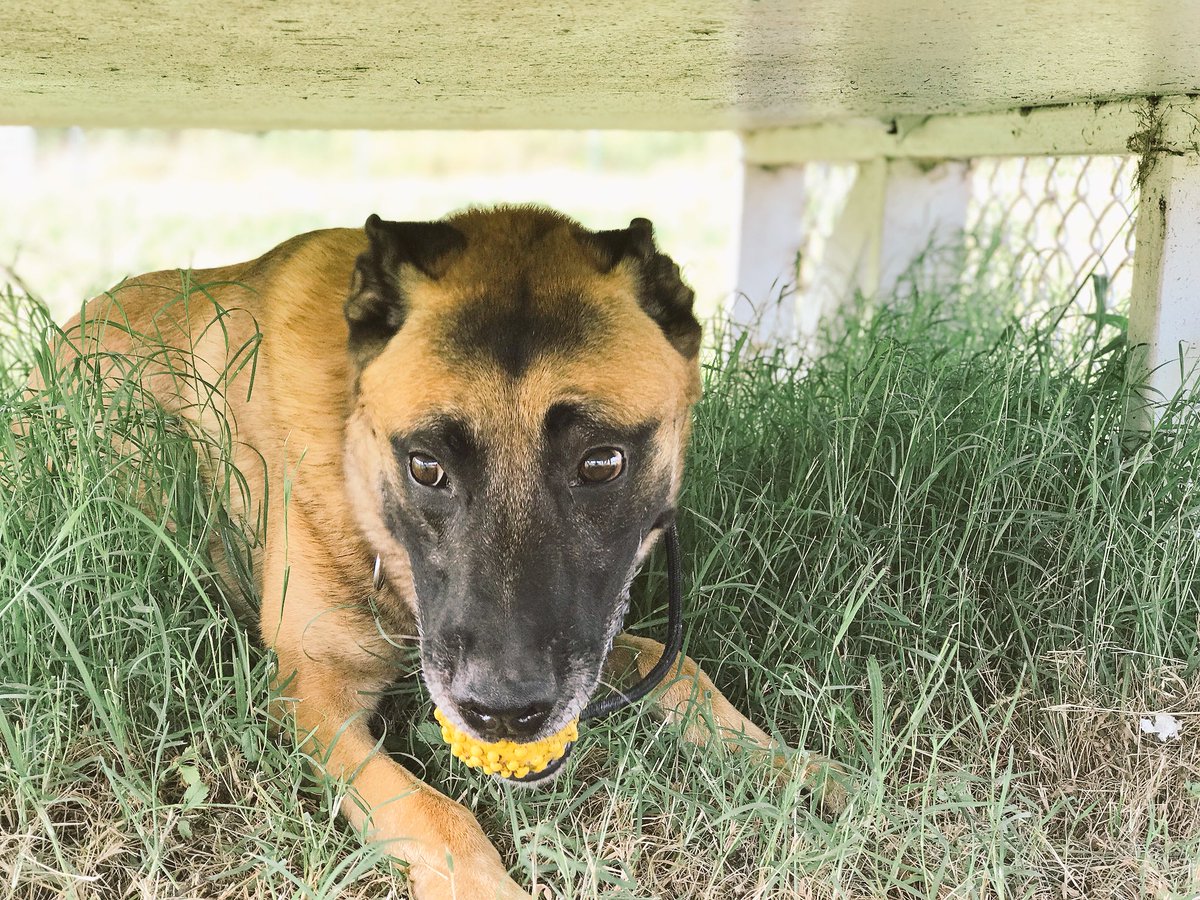 K9 Jase tweet media