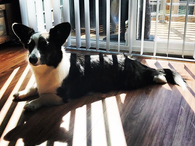 WhiskeyCorgi's tweet photo. Relaxing on Sunday. #sundayfunday - - -
- - -
#Puppy #corgiaddict #cardigan #corgi #dogsofinstagram #pnwcorgi #pnw #instadaily #wtf #dogslife #dogs #welshcardigancorgi #sploot #sniffandbarkens #corgiplanet #corgipuppy #corgination #cute #welshcorgicardig… https://t.co/ZjdhTUgmX8 https://t.co/dRRaYExYcz