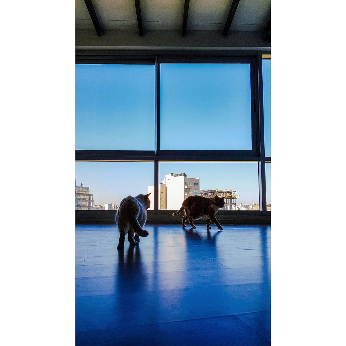 damianbenetucci's tweet photo. Life on Mars
#Orson 🦊 y 🐈#Mina
#cats #sunnyday #color #capture #attitude #composition #daylight #home #instafitit #love #actor #model #orange #white #picoftheday #photooftheday https://t.co/DVV3EmbMbO