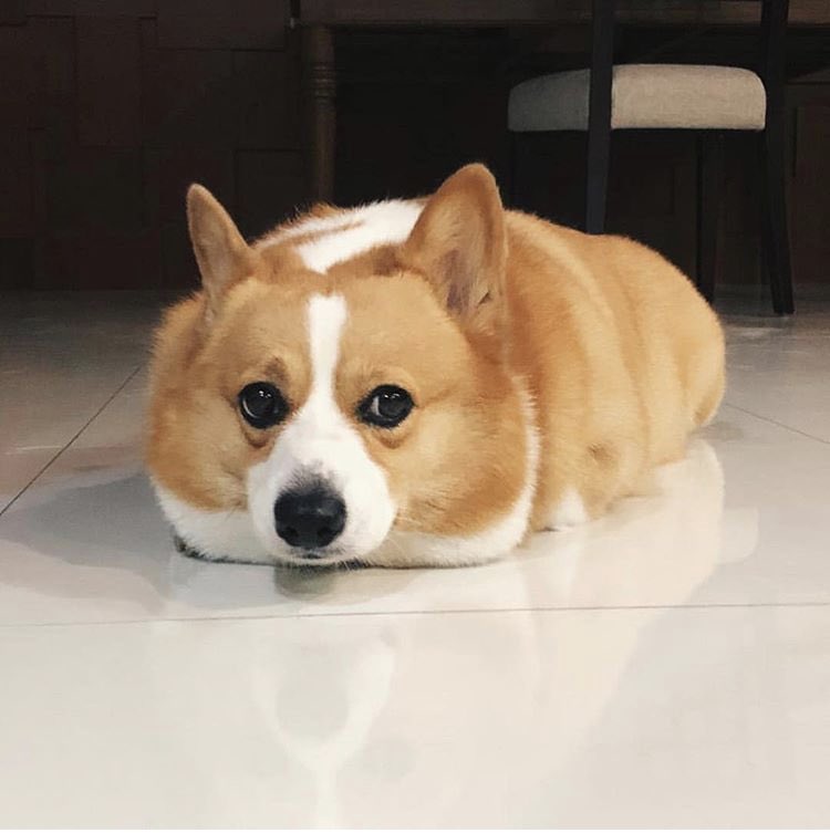 corgifanclubz's tweet photo. Happy #NationalDogDay!! https://t.co/LXjNpSZW51