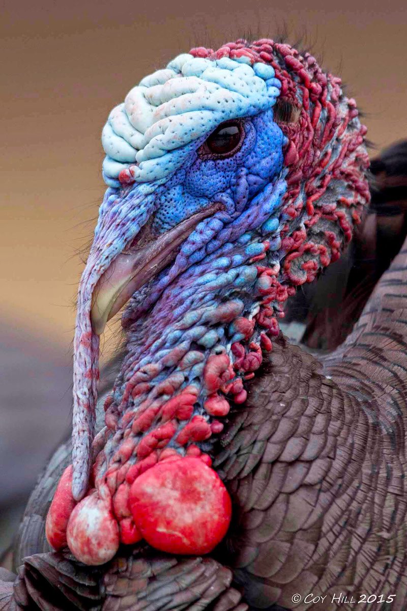 WorldSlamNation's tweet photo. Welcome to World Slam Nation... An online community for Turkey Hunters, by Turkey Hunters.

Photos, discussion, trip planning and more as we all chase down our Grand, Royal and World Slam Dreams!!! #WorldSlamNation https://t.co/oLQYb22Fet