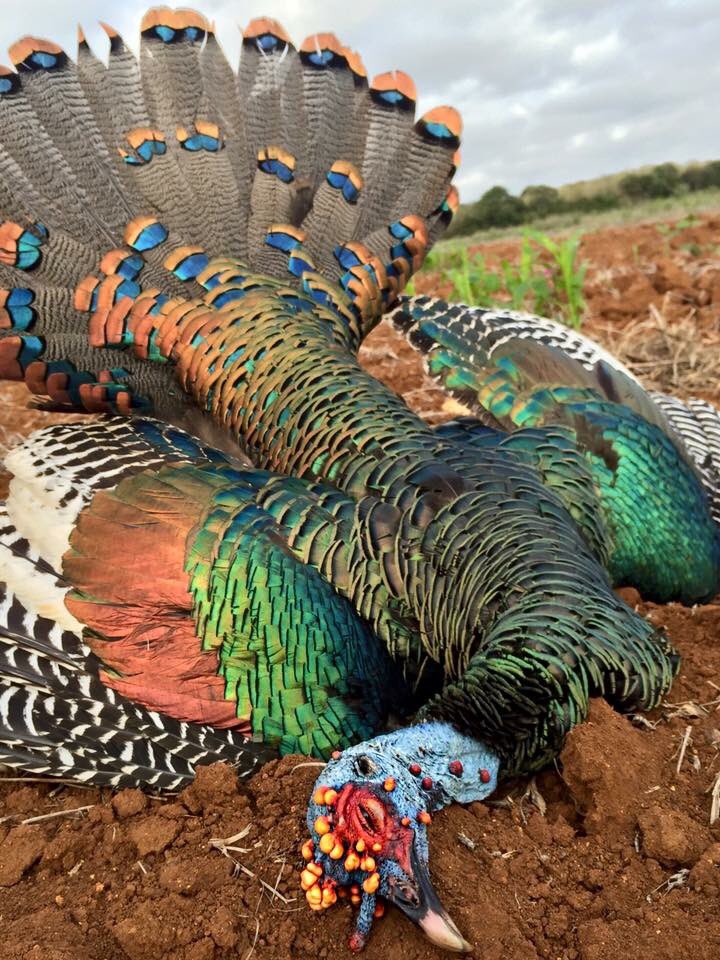 WorldSlamNation's tweet photo. The Crown Jewel in anyone’s World Slam, the Ocellated Turkey never fails to mesmerize with its incredible  colors....
#WorldSlamNation https://t.co/fXNoKTPLcf