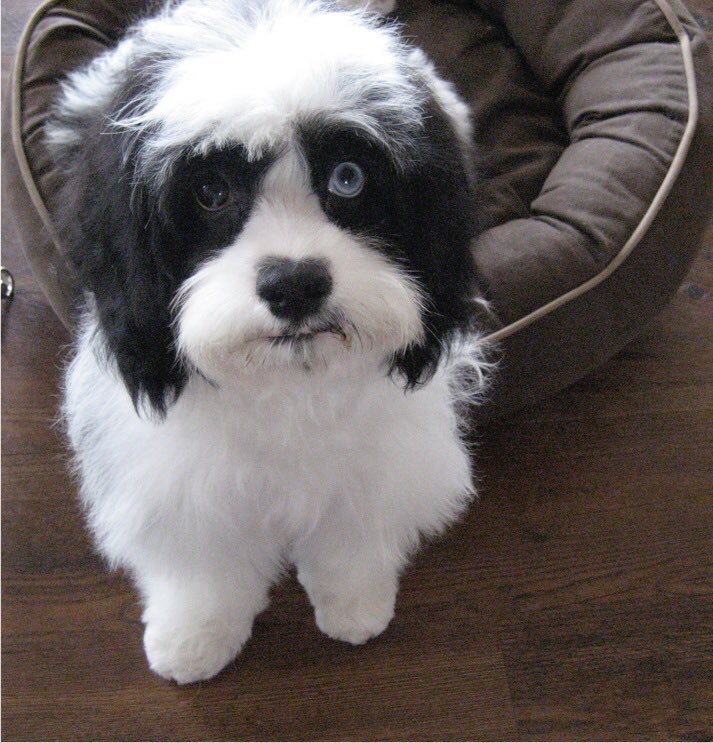 Puppy Max #NationalPuppyDay #MaxLove
