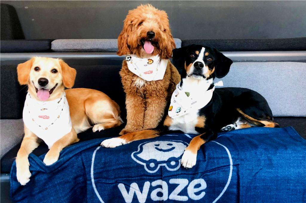 waze's tweet photo. Wazer dogs Frankie, Hudson &amp; Tahoe are wishing a pup-tastic #DogDay to your favorite #WazeRoadTrip companion. https://t.co/N3TzrjwovN