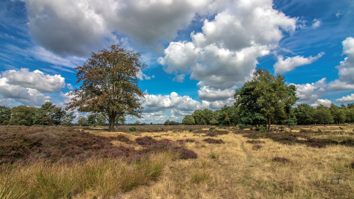 wilcovanderlaa1's tweet image. Het #nuilderveld bij #pesse. Een prachtig stukje @drentslandschap