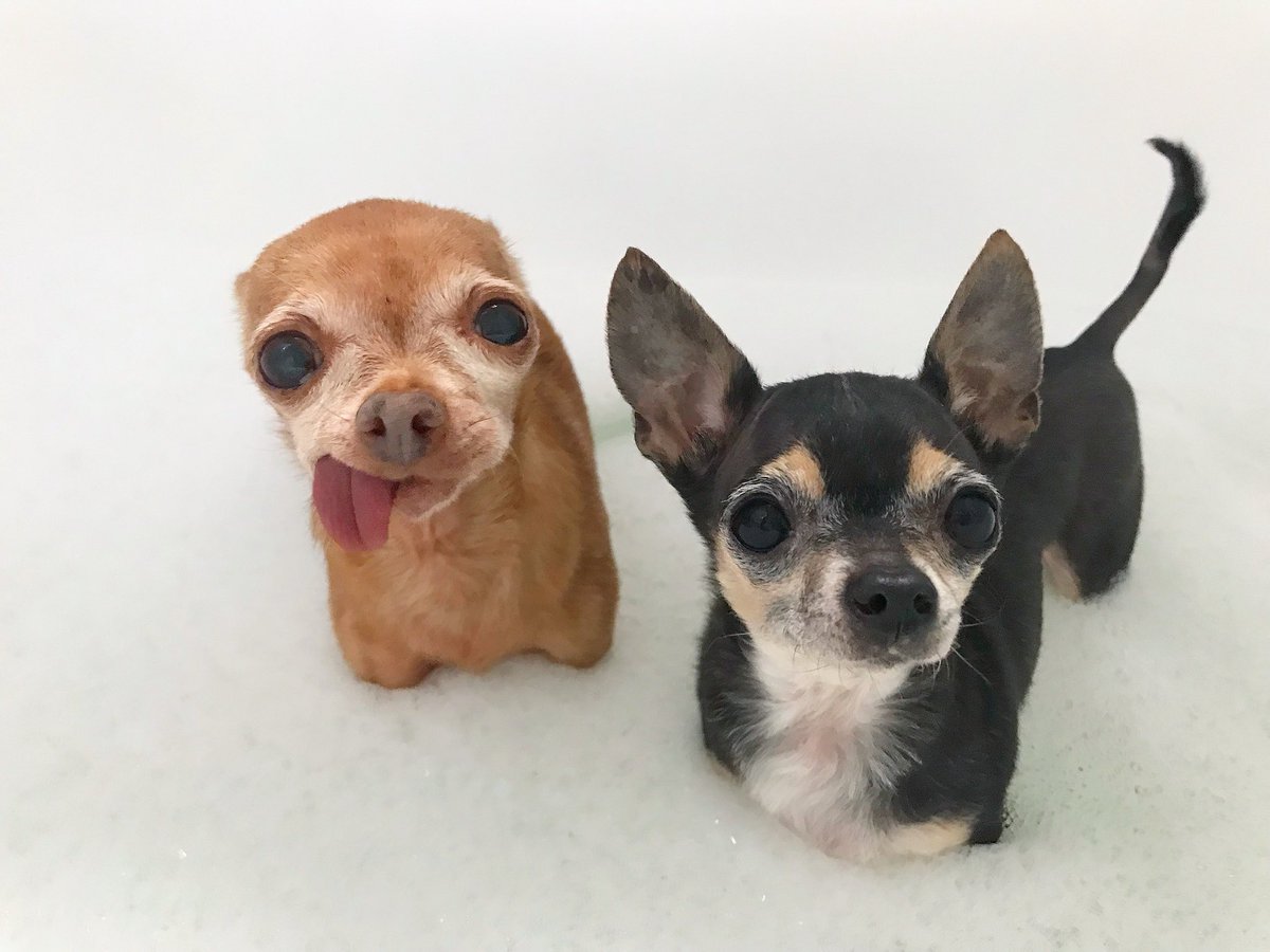 Mervinchihuahua's tweet photo. Dad likes to call bath time “spa day” bc he thinks it makes it cute and better but let’s face it bath time is garbage no matter what you call it. Also @littlestjack is making bubbles from his butt. #ButtBubbles #FancyFarts #MuchAnger #GonnaPeeOnTheBed #GonnaPoopInYourShoe https://t.co/cmAtAnKLlO