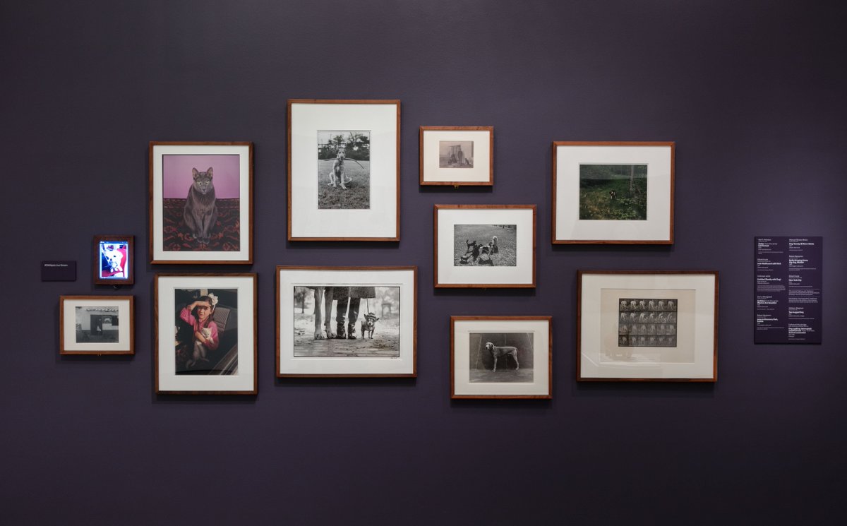 DenverArtMuseum's tweet photo. Do you want to see your pet in “Stampede: Animals in Art”? Use hashtag #DAMpets on Instagram or Twitter to have your pet be considered for the “Beloved” section. Details: https://t.co/bbcT8KCcEc https://t.co/AKmklDC08v