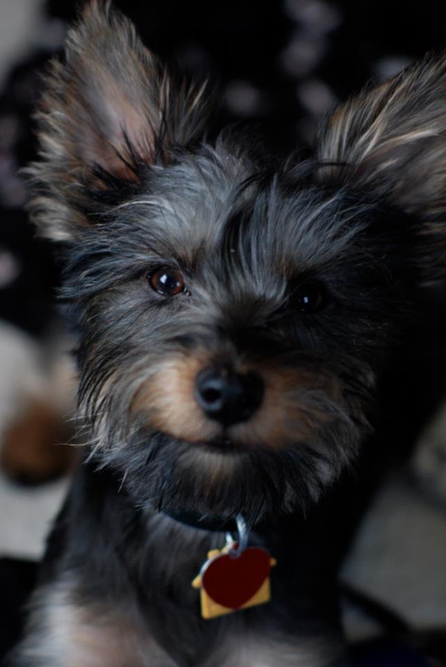 CuriosityStream's tweet photo. Looking for a distraction from the news today? Our #NationalDogDay Instagram takeover is sure to make you smile: https://t.co/XPPBX6uYsj. Meet the #CuriousPets behind our #dog-loving staff! ๐ถ๐ #dogsofinstagram https://t.co/9Kiagpzlig