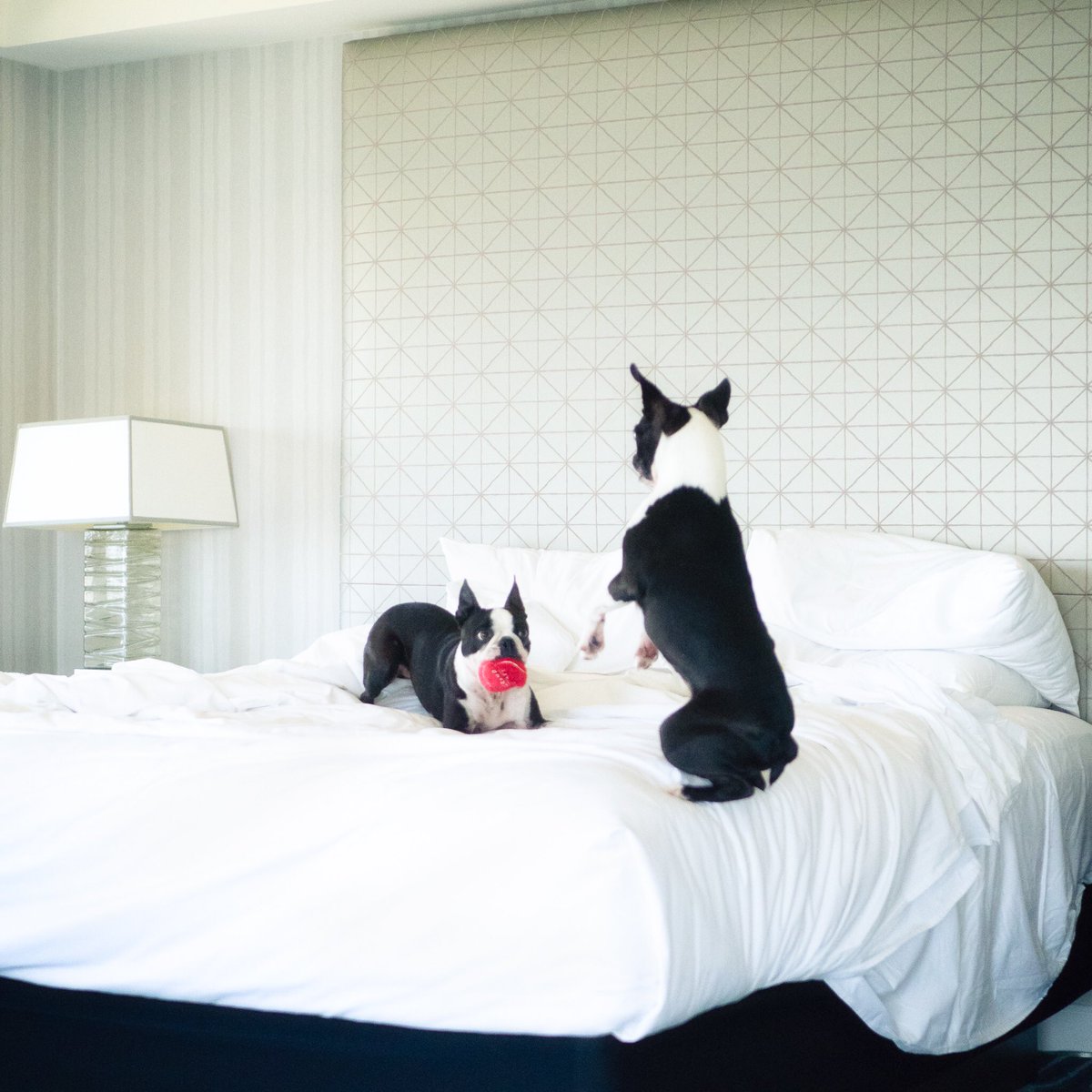 MaggieOrbit's tweet photo. You Haz Ball? We love balls.
.
What better way to celebrate #NationalDogDay than to be pampered by @grandhyattsd @hyatt for the ultimate #dogfriendly #pupcation
#sponsored #dogfriendlytravel #visitsandiego #calilife #petsofhyatt https://t.co/WFuF59WPer