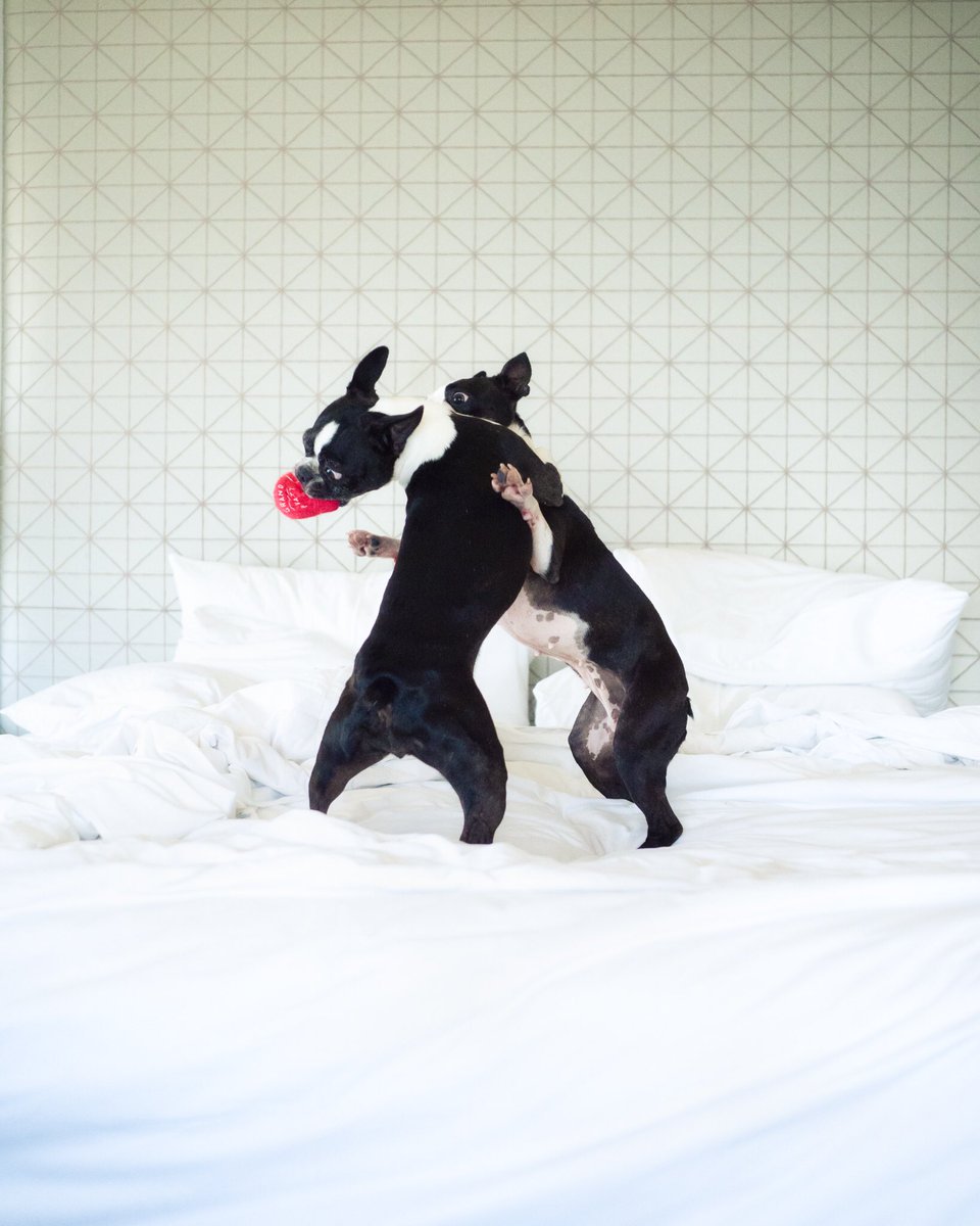 MaggieOrbit's tweet photo. You Haz Ball? We love balls.
.
What better way to celebrate #NationalDogDay than to be pampered by @grandhyattsd @hyatt for the ultimate #dogfriendly #pupcation
#sponsored #dogfriendlytravel #visitsandiego #calilife #petsofhyatt https://t.co/WFuF59WPer
