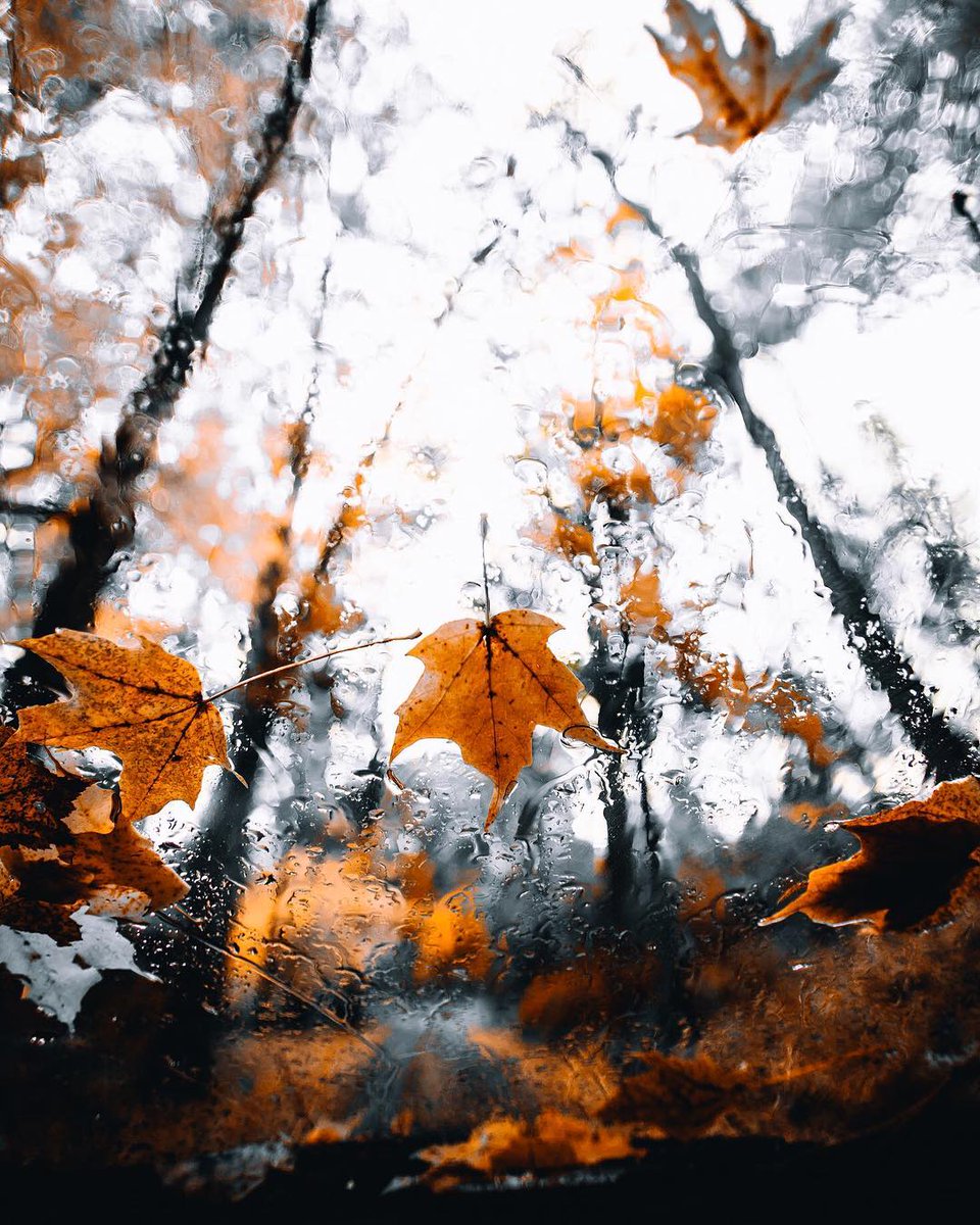 К сырости осенней картинки